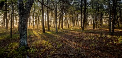 Birch Creek Woods 40x84 Canvas Print