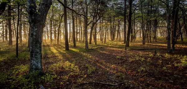 Birch Creek Woods 40x84 Canvas Print